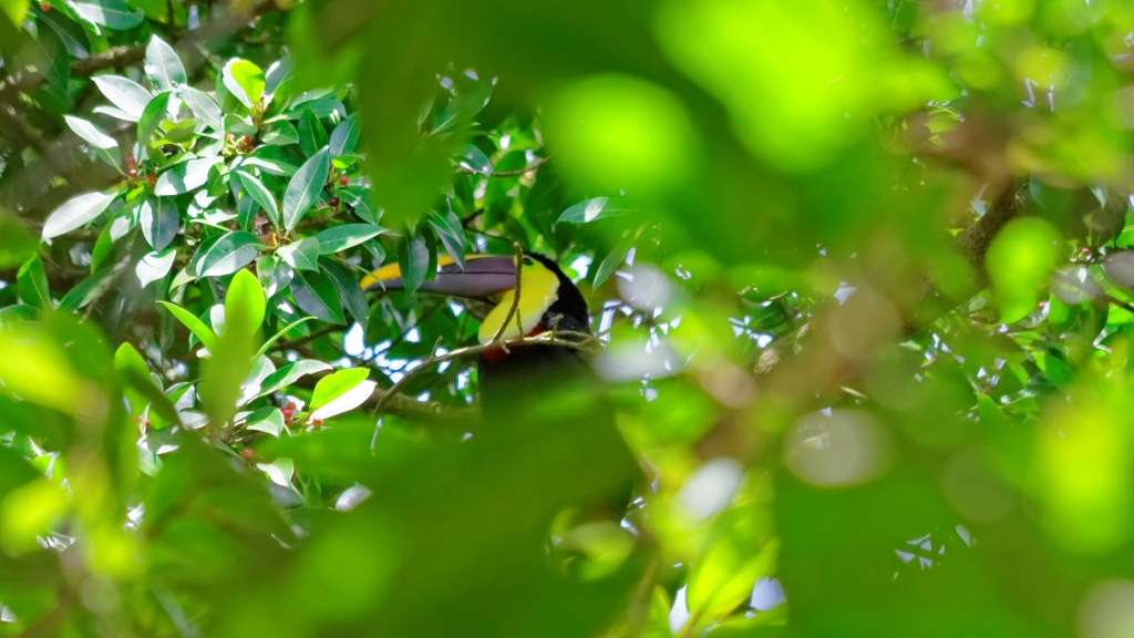 03 - Volcan Arenal (23).jpg